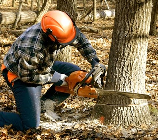 Tree Removal in Hanover, KS